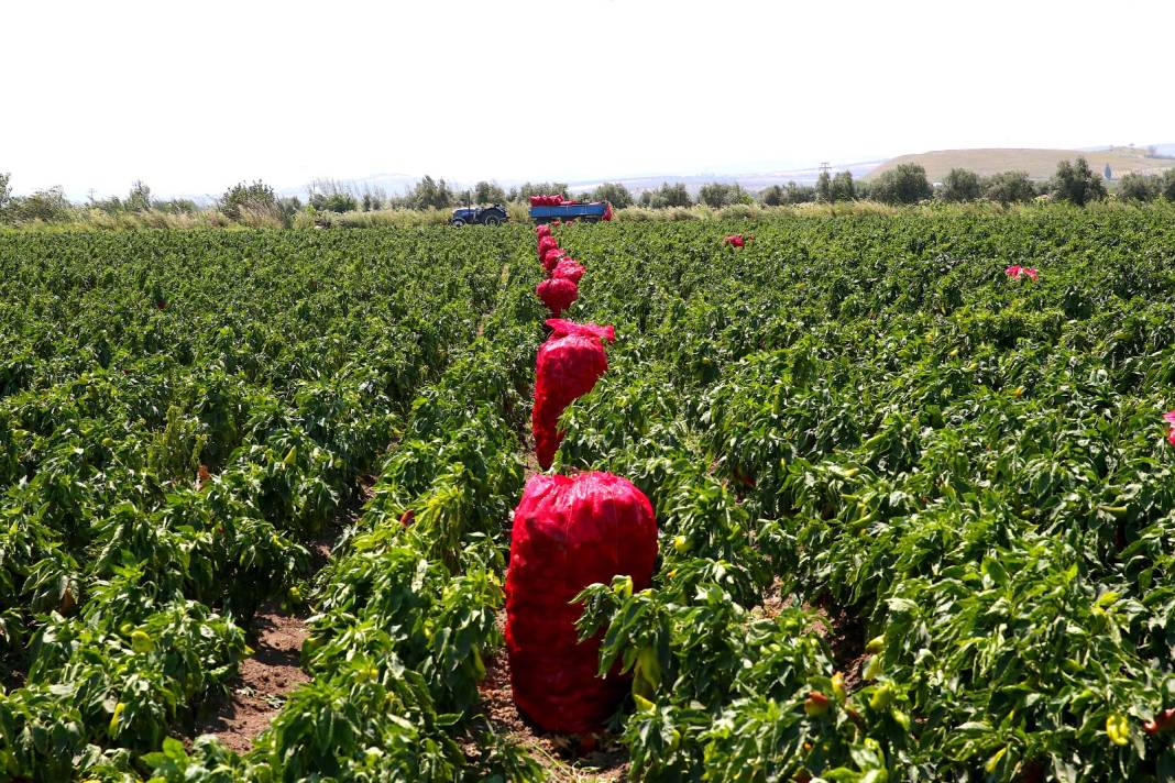 Pazara inmeden kapış kapış fabrikalar satın alıyor: Üretici kilosunu 13 liradan satıyor 5